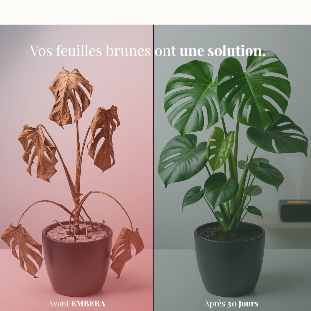 avant après monstera humidificateur embera